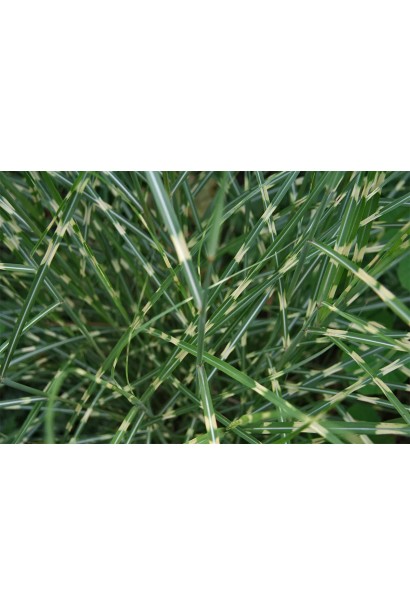 Miscanthus sinensis `Little Zebra`